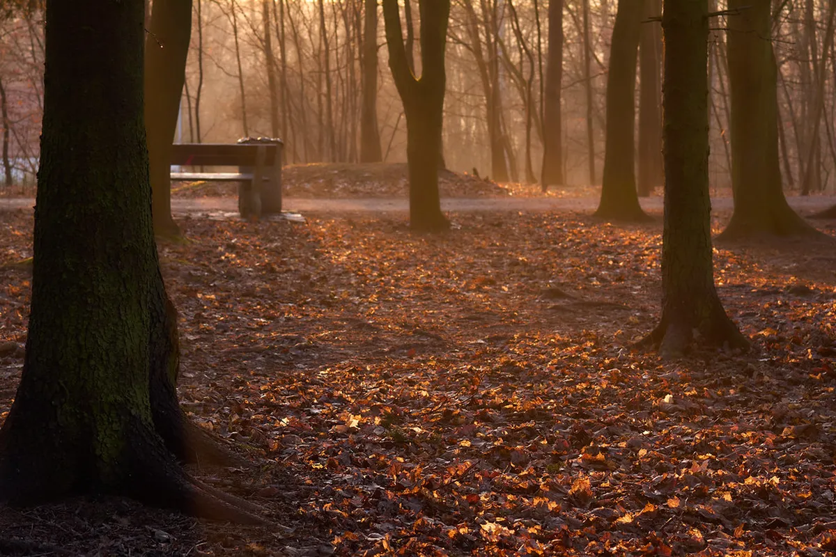 Reviewing Borský Park Walking Trails in Plzeň